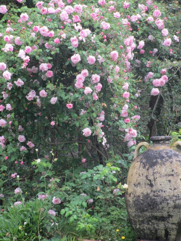 La Gallina Felice B&B Meta Ngoại thất bức ảnh